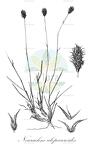 Neurachne alopecuroides