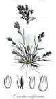 Orcuttia californica