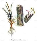 Oropetium thomaeum
