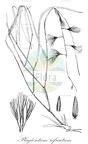 Plagiosetum refractum