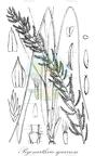 Pogonarthria squarrosa