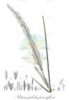Potamophila parviflora