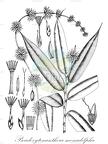 Pseudoxytenanthera monadelpha