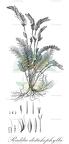 Raddia distichophylla
