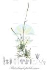 Ratzeburgia pulcherrima