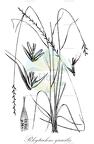 Rhytachne gracilis