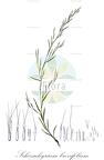 Schizachyrium brevifolium