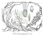 Schmidtia pappophoroides