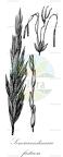 Semiarundinaria fastuosa