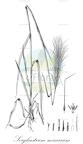 Sorghastrum minarum