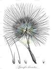 Spinifex hirsutus