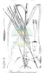 Stereochlaena cameronii