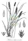 Stiburus alopecuroides