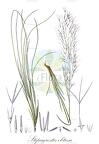 Stipagrostis obtusa