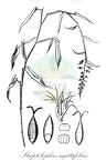 Streptolophus sagittifolius