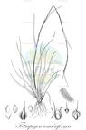 Tetrapogon cenchriformis