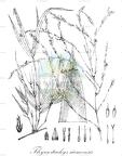 Thyrsostachys siamensis