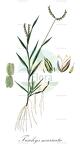 Trachys muricata