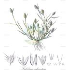Tribolium echinatum