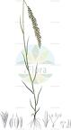 Trichoneura mollis