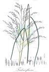 Tridens flavus
