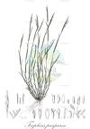 Triplasis purpurea