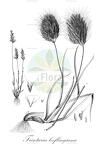 Trisetaria loeflingiana
