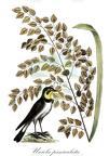 Uniola paniculata
