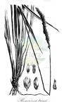 Renvoizea trinii