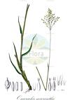Oncorachis macrantha