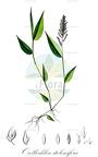 Ocellochloa stolonifera