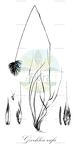 Geochloa rufa