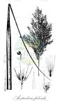 Austroderia fulvida