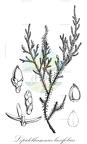 Lepidothamnus laxifolius