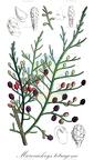 Microcachrys tetragona
