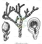 Parasitaxus ustus