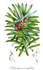 Podocarpus neriifolius