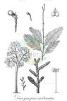 Dacrycarpus imbricatus