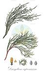 Dacrydium cupressinum