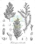 Halocarpus bidwillii
