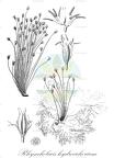 Rhyncholacis hydrocichorium