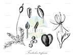 Tristicha trifaria