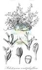 Podostemum ceratophyllum