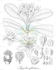 Angolaea fluitans