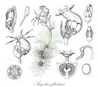 Angolaea fluitans