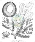 Angolaea fluitans