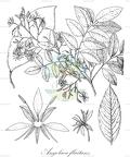 Angolaea fluitans