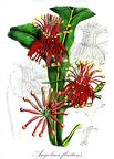 Angolaea fluitans