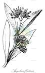Angolaea fluitans