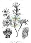 Angolaea fluitans